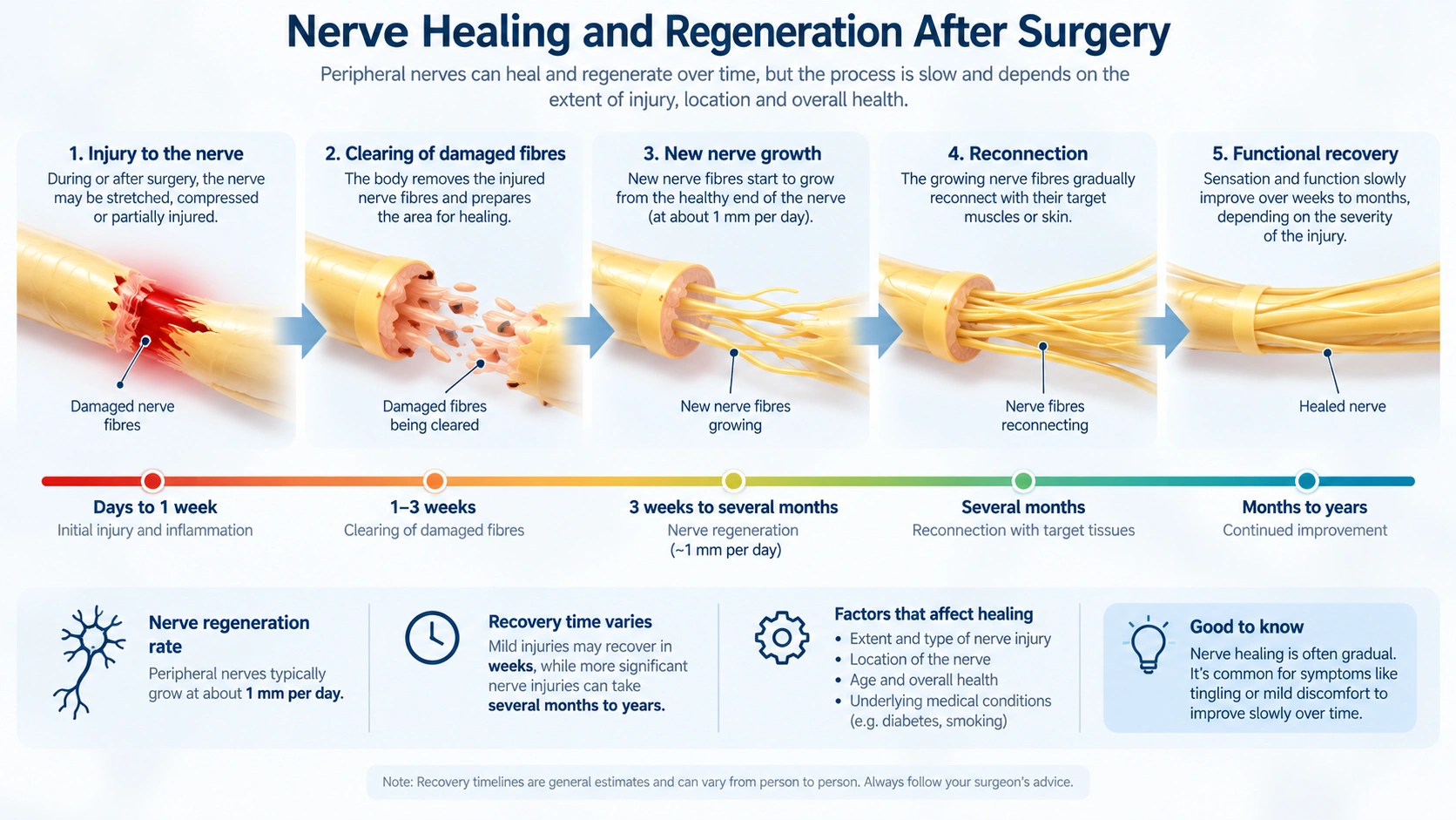 Nerve Healing & Regeneration Timeline